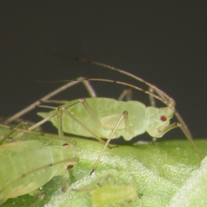 Aphids