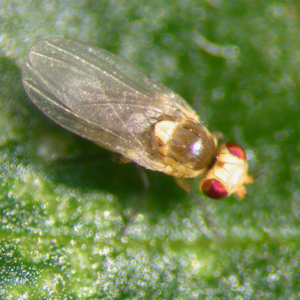 Leafminer