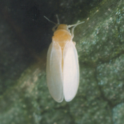 Mosca blanca Bemisia