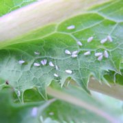 Glasshouse Whitefly