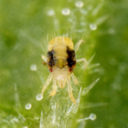 Spider Mite