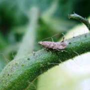 Tuta absoluta (Polilla tomatera)