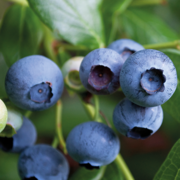 Blueberries