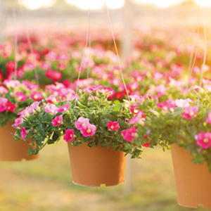 Plantas en maceta