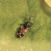 Psyllids