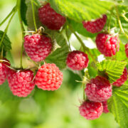 Raspberries