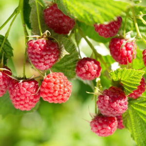 Raspberries