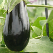 Aubergines