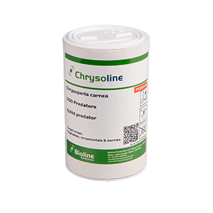 Chrysoline image