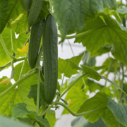 Cucumbers