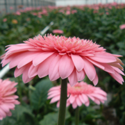 Fleurs coupées