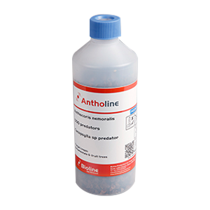 Antholine image