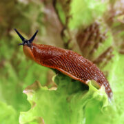 Spanish slugs