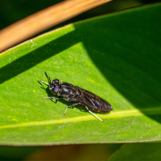 Mouches des terreaux