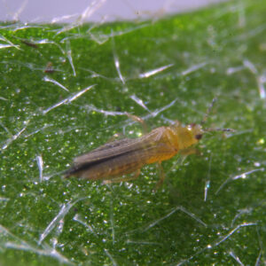 Discover our New Generation Bugline strategy : your foundation for reliable Thrips control !