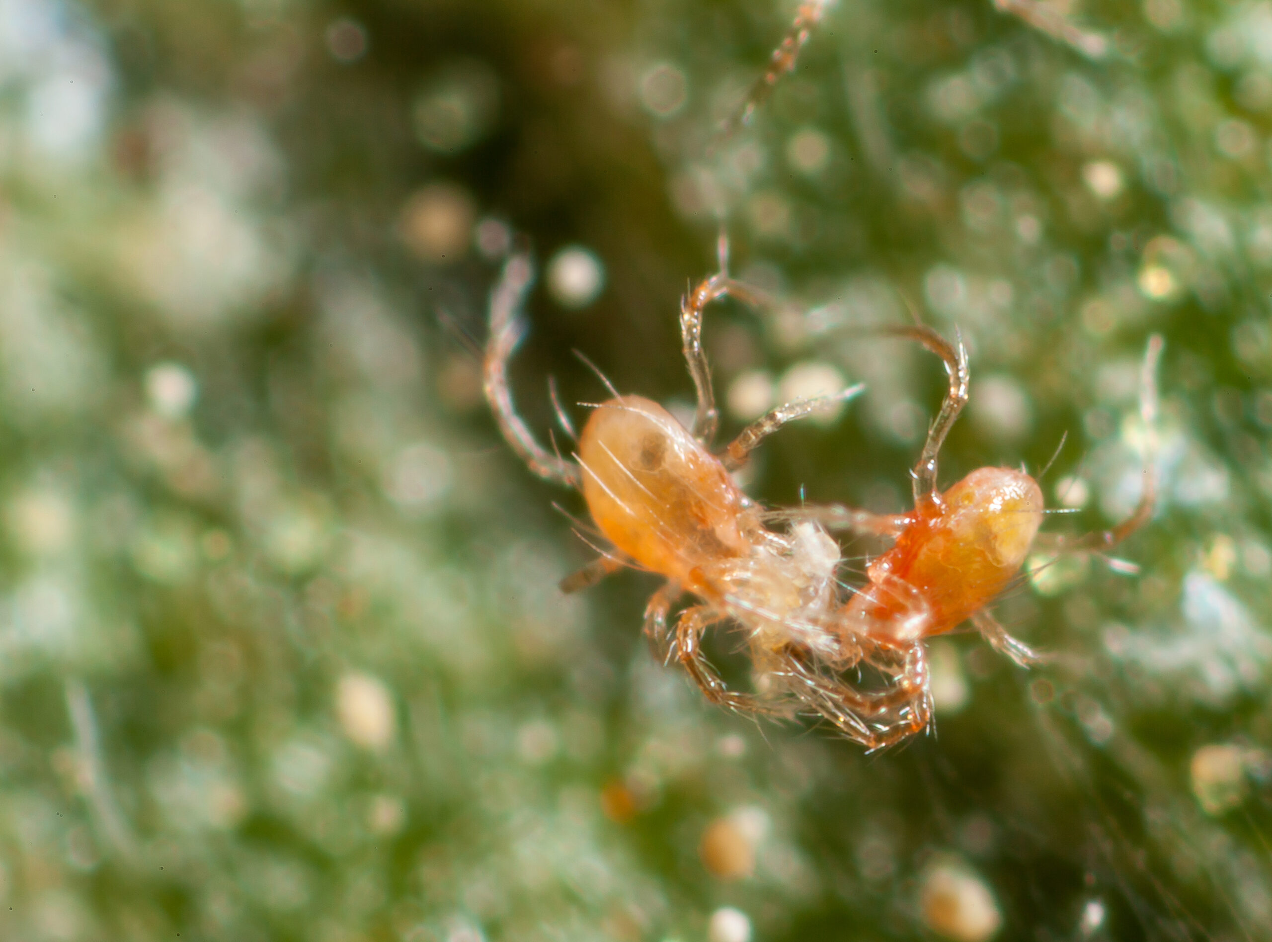 Trabajamos para crear un impacto positivo y duradero en el futuro de la agricultura sostenible
