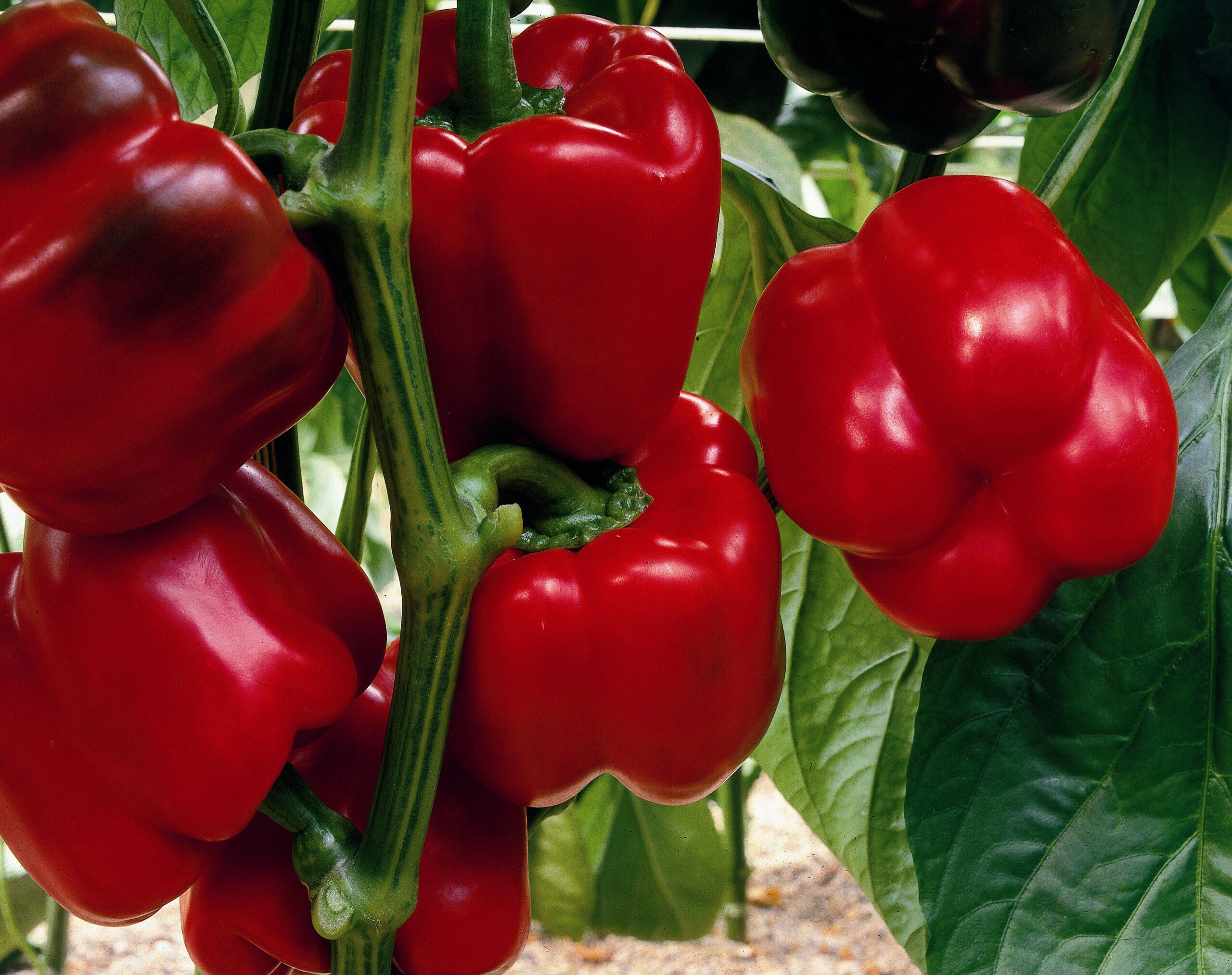 Diseñar soluciones de control biológico de alto rendimiento en sintonía con los agricultores, facilitando la transición hacia una agricultura sostenible.