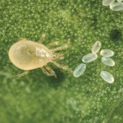 Predafix plus: the hard-hitting alternative for feeding predatory mites