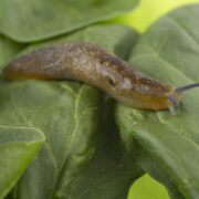 Grey field slugs