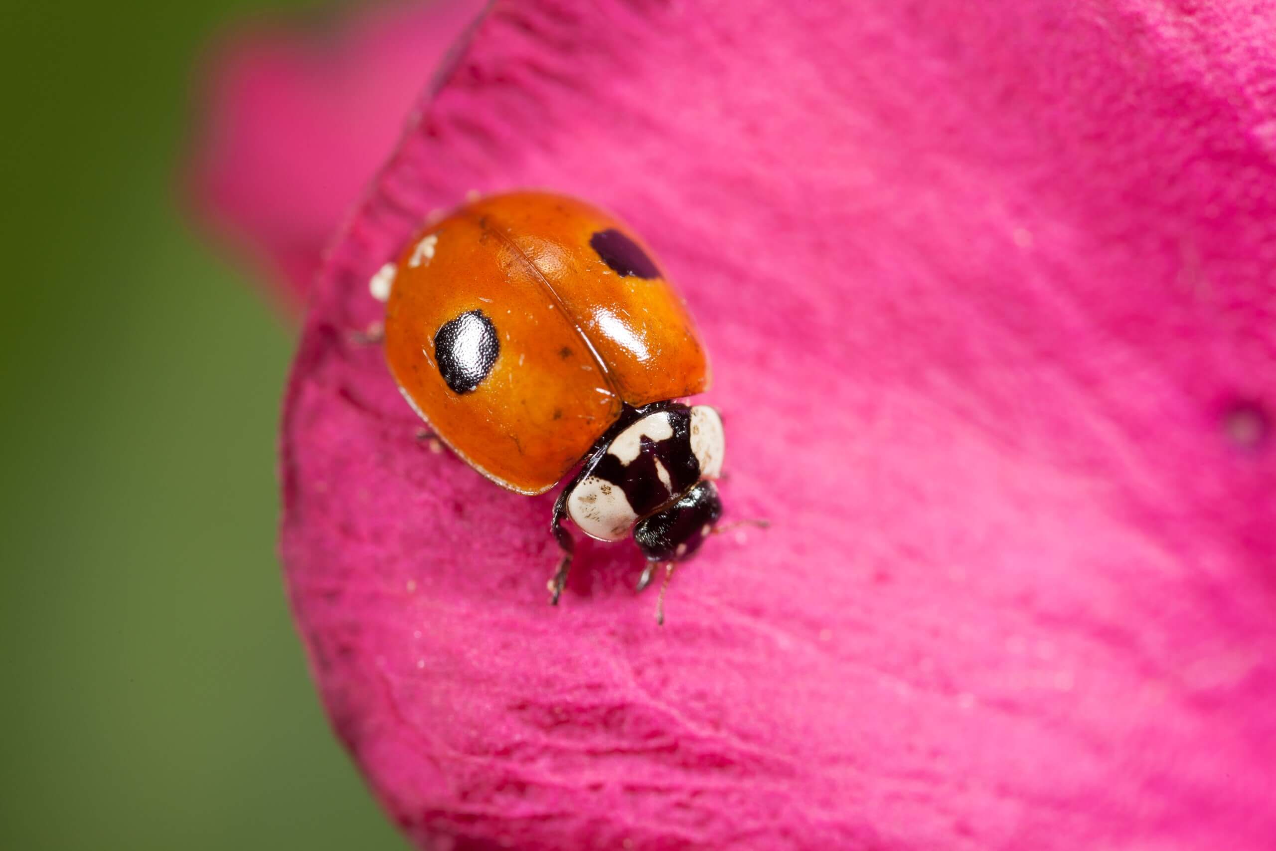 ¿Quiénes somos? Bioline Agrosciences es el aliado de confianza de los agricultores en el control biológico
