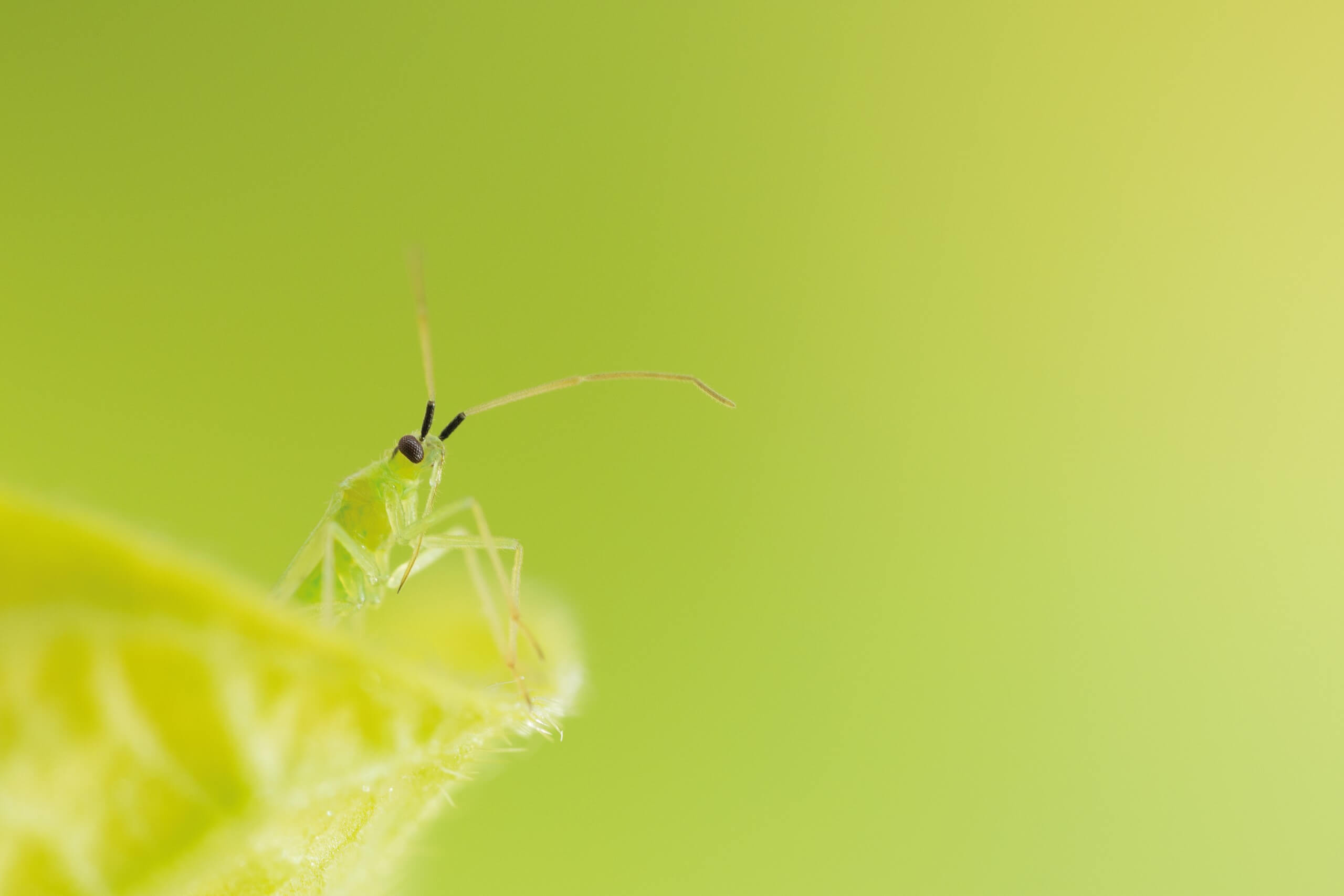 Bioline Agrosciences is the trusted grower ally in biological control. In tune with growers, we design high-performing biocontrol solutions that make the transition to sustainable agriculture easy for growers.