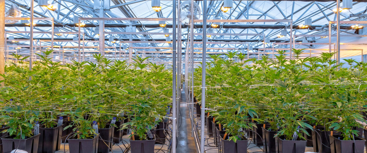 Indoor Hydroponic/greenhouse hybrid in Oregon grows marijuana for recreational use